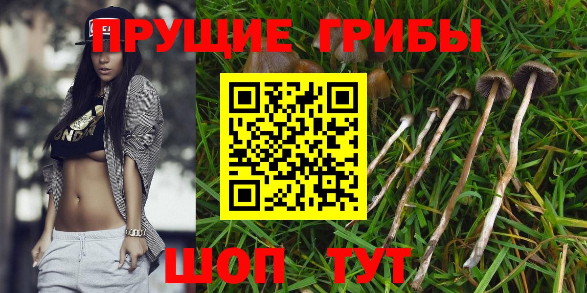 Галлюциногенные грибы Cubensis Лосино-Петровский